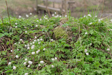 Snowdrops have small white flowers. Natural natural background. Spring has come concept