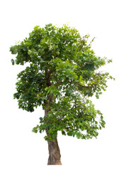 Obraz premium Tree isolate on white background