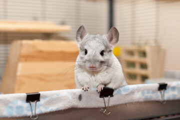 Obraz premium Chinchilla In Play