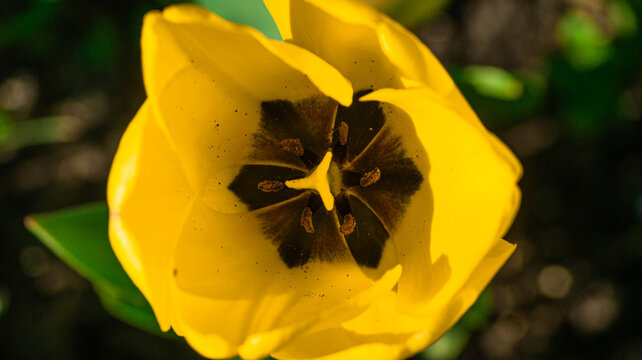 interior view of yellow tulip. tulip pollen and veins. natural background