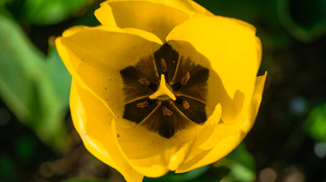 interior view of yellow tulip. tulip pollen and veins. natural background
