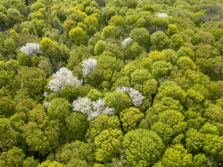 Naklejka premium White blooming apple tree among the green forest in early spring. Aerial drone view.