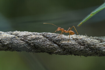 colony of ants in working weaver ant