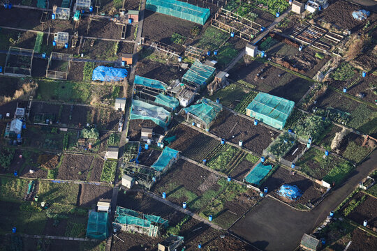 An aerial photograph taken from a helicopter of a community allotment garden in England. Plants and vegetables being grown.