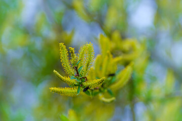 Gelb-grüne Weidenkätzchen / Blütenkätzchen im Frühling an einem Baum in der Natur an der...