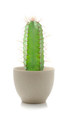 Front view small natural green succulent or cereus cactus plant in ceramic pot isolated on a white background, Suitable as a design object