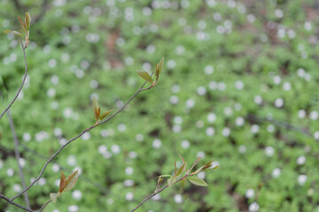Snowdrops have small white flowers. Natural natural background. Spring has come concept