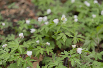 Snowdrops have small white flowers. Close-up Natural natural background. Spring has come concept