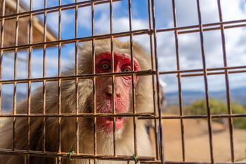 Japanese macaque in Arashiyama, Kyoto.