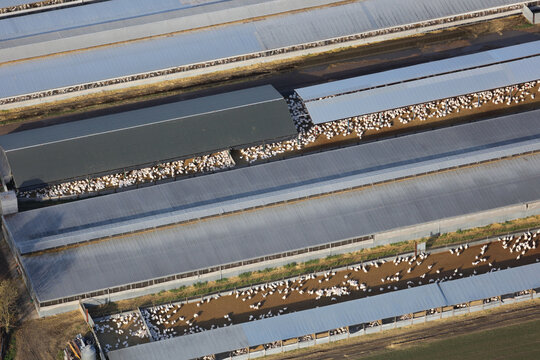 An aerial photograph taken from a helicopter of a large industrial turkey farm in Britain. Many birds in large sheds are being raised for meat production and food.