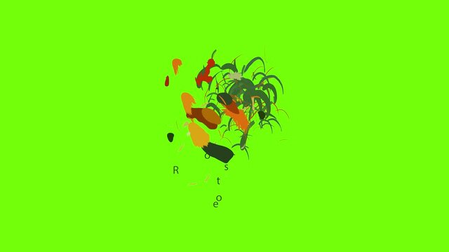 Rooster icon animation cartoon object on green screen background