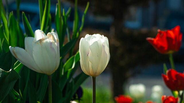 white tulip in the garden. natural background.