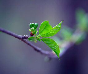 Young Spring Leaves.  Nature Spring and Summer background.