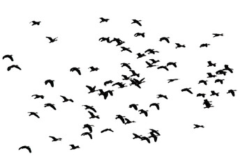 A flock of flying birds