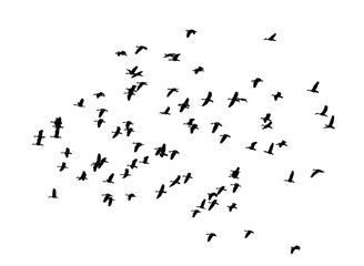Flying birds