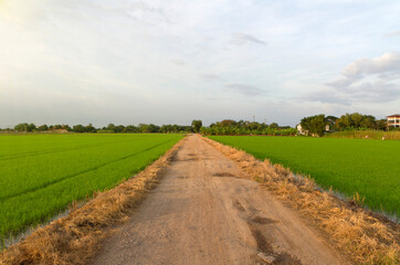 Fototapeta na wymiar Rice fields, road