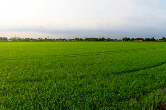 Rice fields
