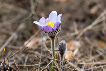 Spring flowers pulsatilla vernalis on a natural background, detailed macro view.