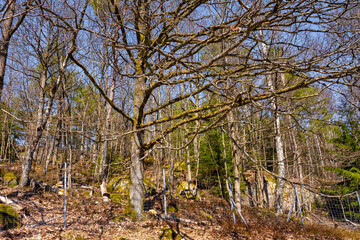 Beautiful trees with a blue sky in the background. Picture from Laholm, Sweden