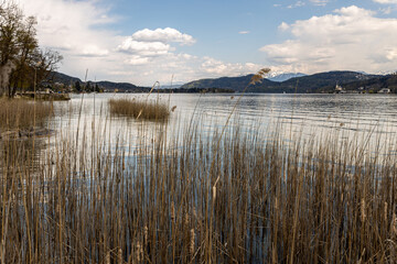 Reeds on Lake Wörthersee