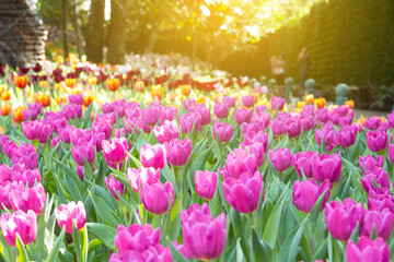 field of tulips in spring