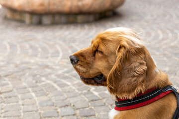Cocker spaniel sits on a stone pavement in profile