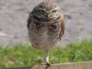great horned owl
