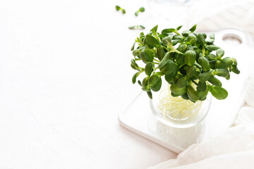 Sunflower microgreen sprouts in a glass, on a cutting board and a white tablecloth and background