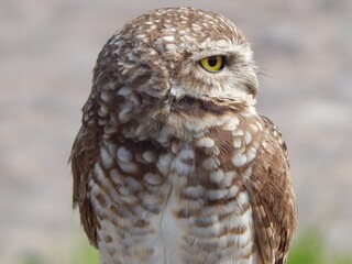 great horned owl