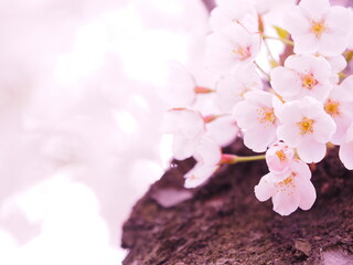 美しい桜 ソメイヨシノ