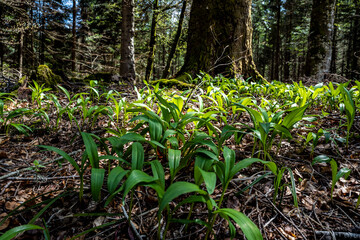 au raz du sol en forêt
