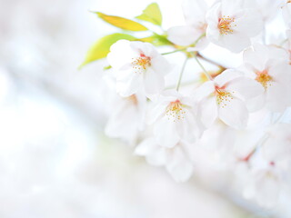 美しい桜 ソメイヨシノ