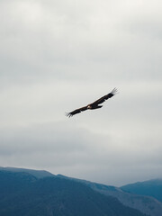Fototapeta na wymiar Griffon Vulture Gyps fulvus flying on the sky over the mountains, vertical view