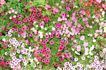 Fototapeta premium flowers in the garden
