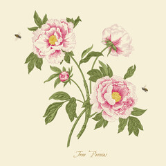 Vintage vector botanical floral illustration. Tree Peonies. © OlgaKorneeva