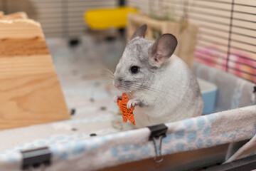 Chinchilla In Play