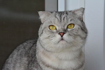 Portrait of a gray tabby cat of the Scottish-fold breed sitting on the windowsill and looks into the frame. Pets.