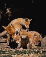 Fox cubs with mother