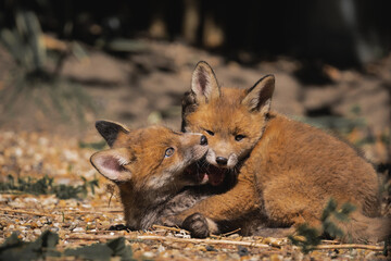 Fox cubs playing in a garden