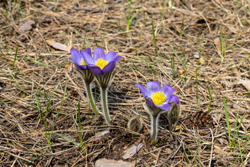 Spring flowers pulsatilla vernalis on a natural background, detailed macro view.