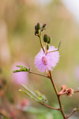 Mimosa strigillosa, also known as sunshine mimosa and powderpuff in Indonesia people called putri malu.