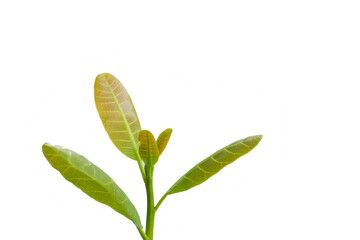 Cashew nut leaf that edible as vegetable grow in Thailand on white background.