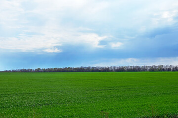 Landscape green field and sky with clouds. Spring nature