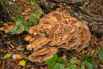 Pilze Herbst Moos Wald