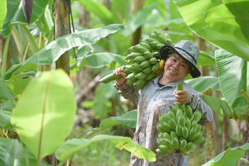Asian agricultural plantations plant bananas Female farmers hold fresh bananas in a banana plantation and harvest the produce in a banana plantation.