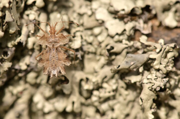 Phyllomorpha laciniata in Macin mountains, Romania