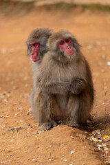 Japanese macaque in Arashiyama, Kyoto. Little monkeys are playing.