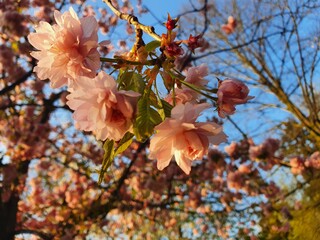 Pink cherry blossom