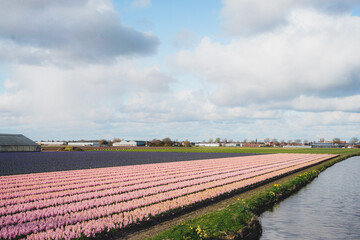 Field in Bloom. Spring Flowers at Keukenhof, Netherlands