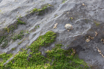 Obraz premium Sea life in the mossy rocks of a beach